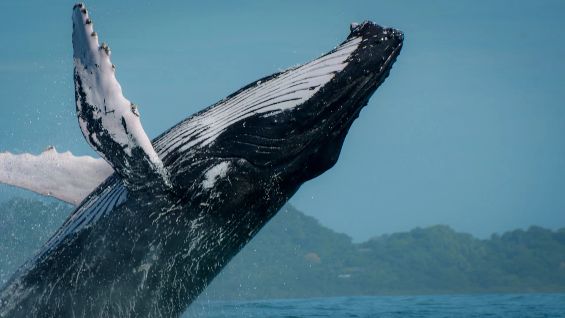 Bahía Drake, Costa Rica