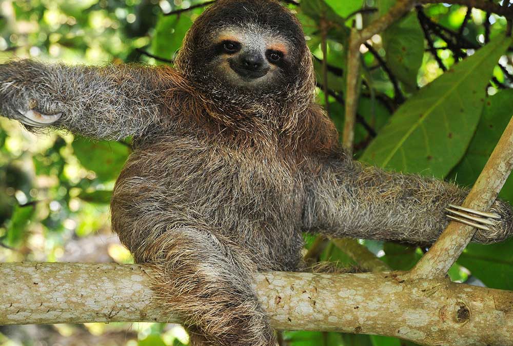 Manuel Antonio Sloth